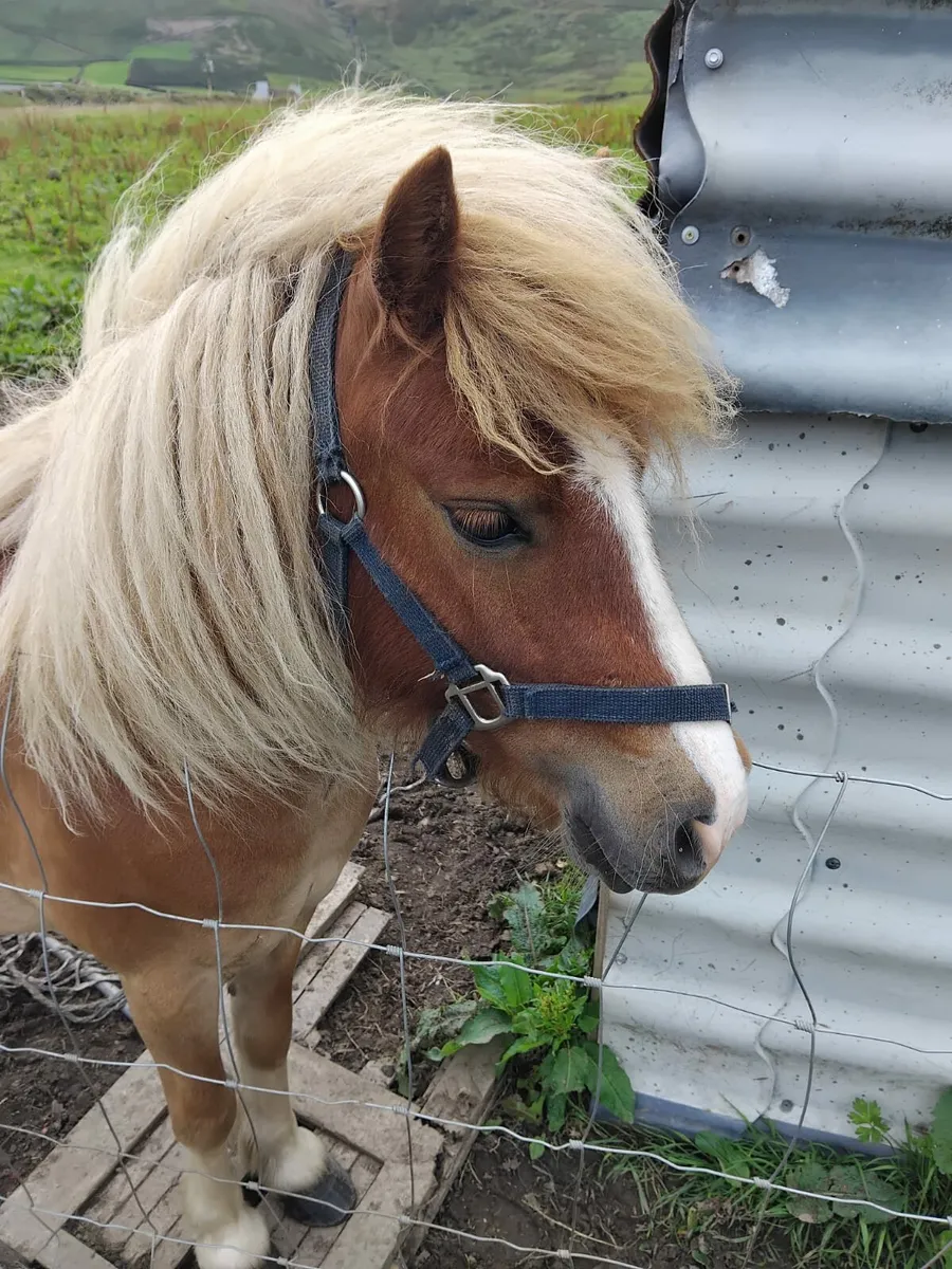 Shetland Pony - Image 4