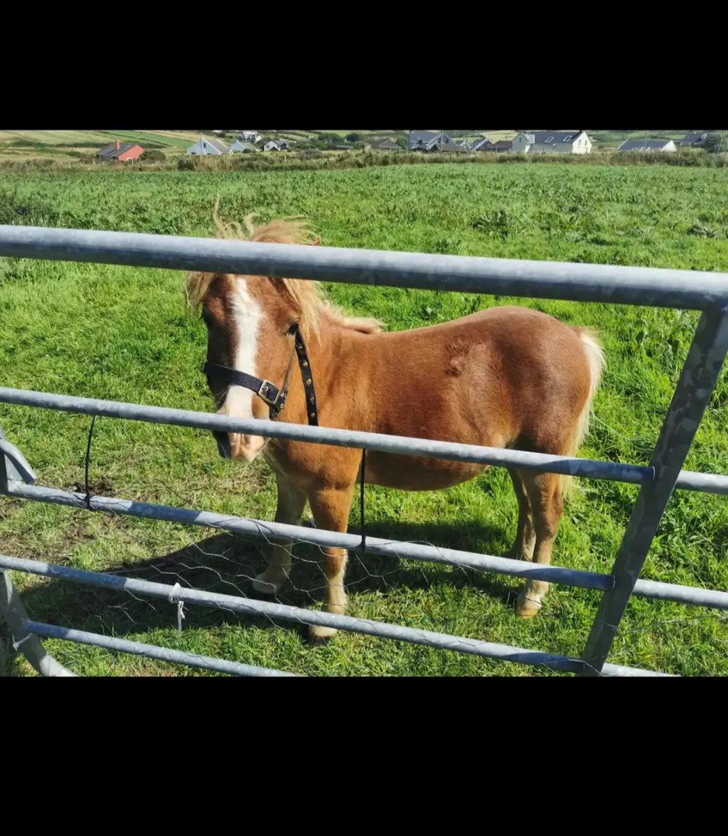 Shetland Pony - Image 1