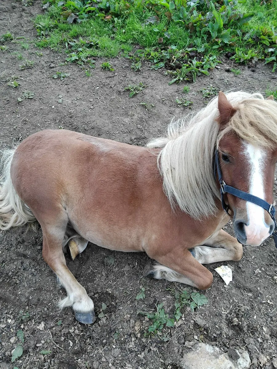 Shetland Pony - Image 2