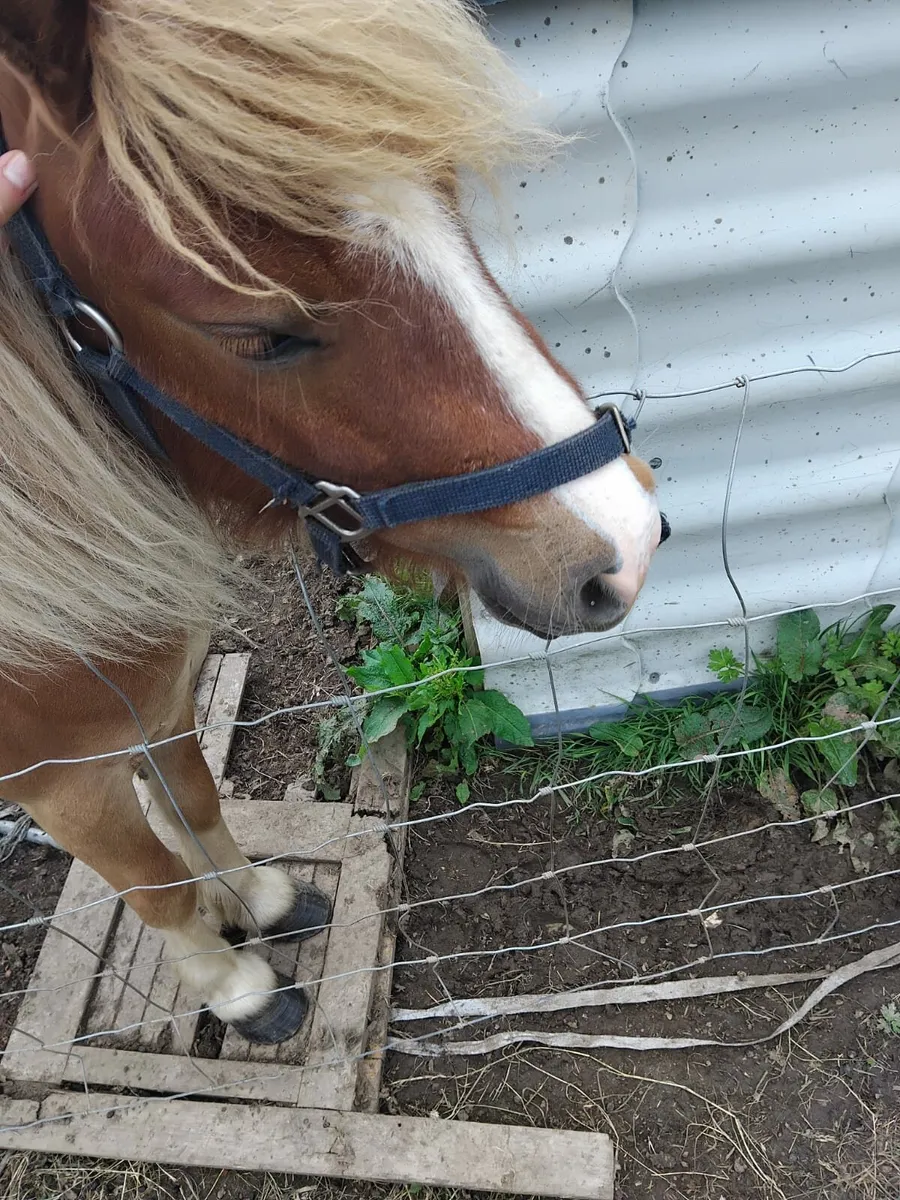 Shetland Pony - Image 3