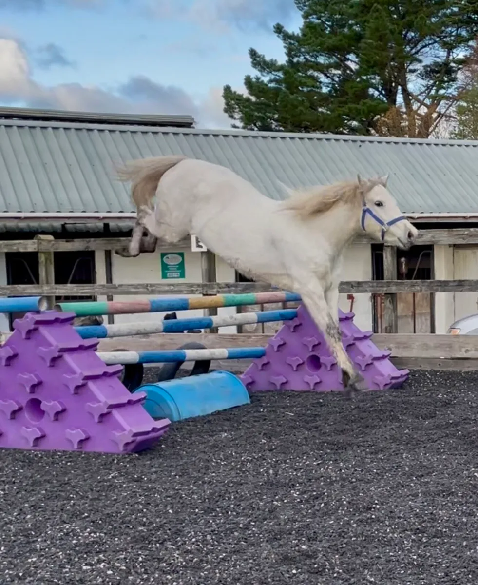 Connemara Gelding - Image 2