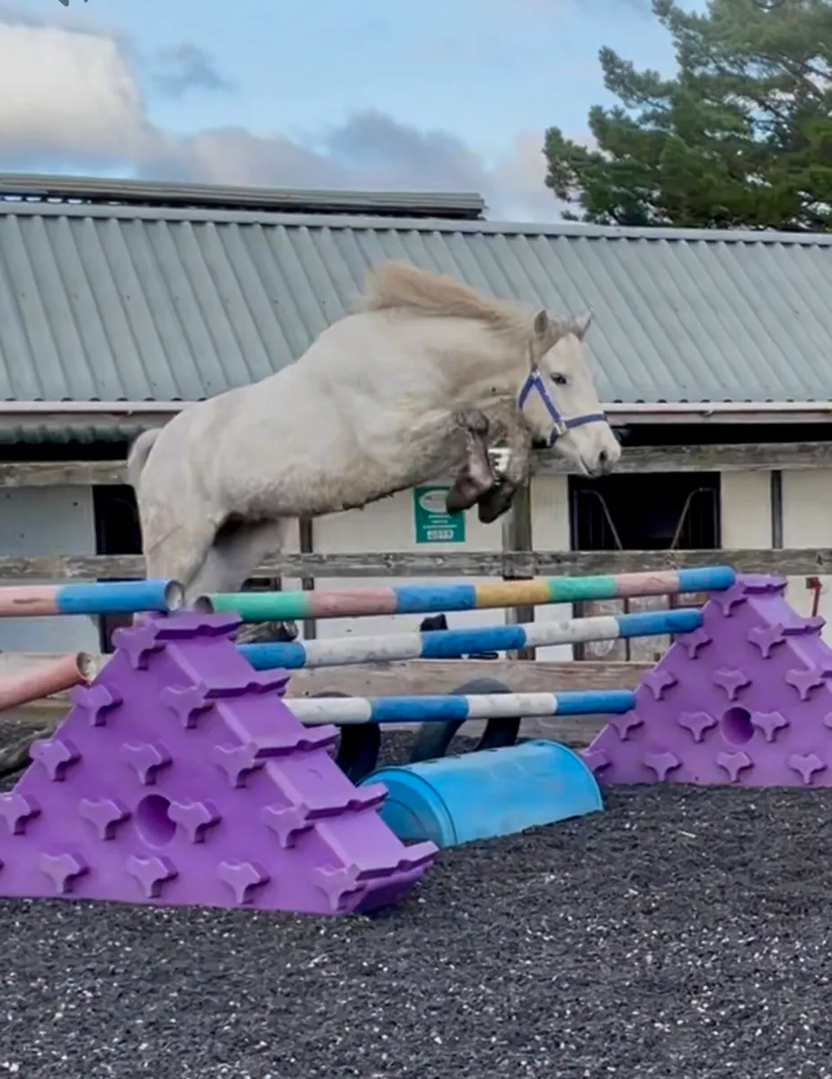 Connemara Gelding - Image 1