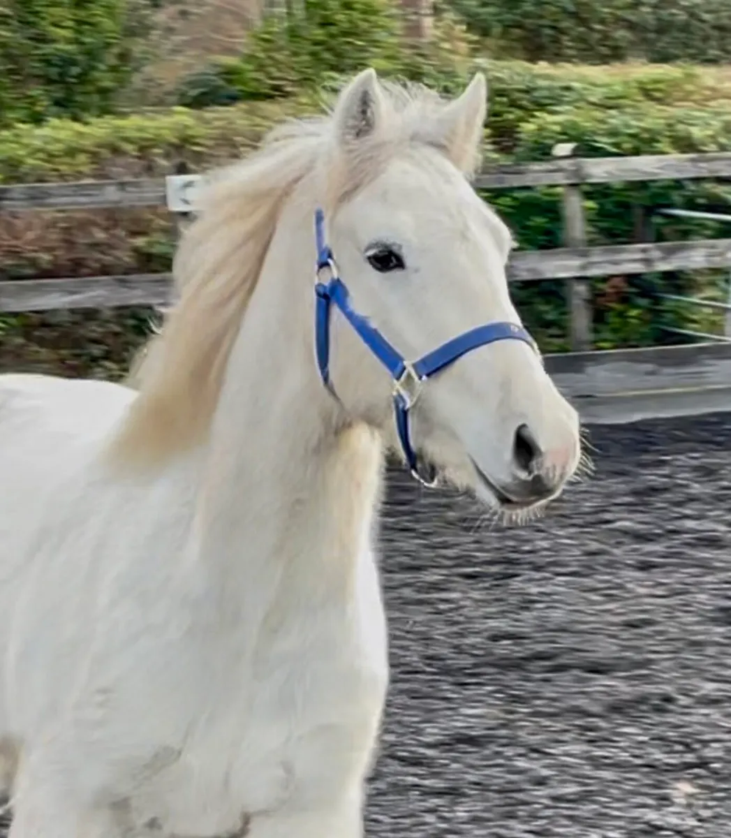 Connemara Gelding - Image 3