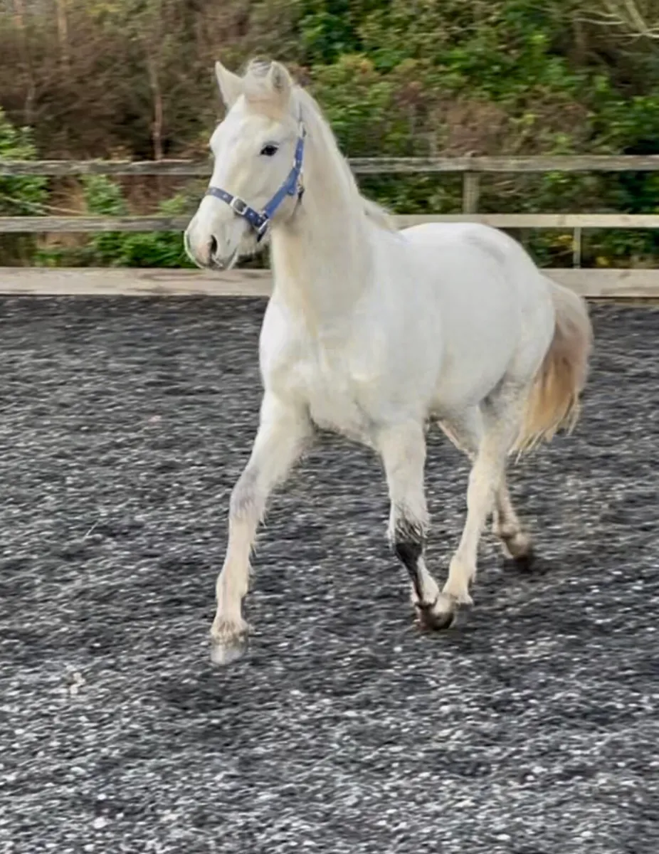 Connemara Gelding - Image 4
