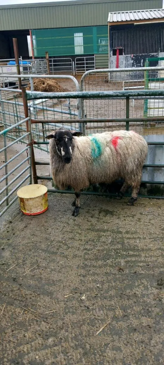 2yr old foster ewe