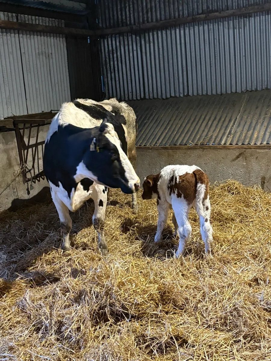 Cow + Calfs - Image 1