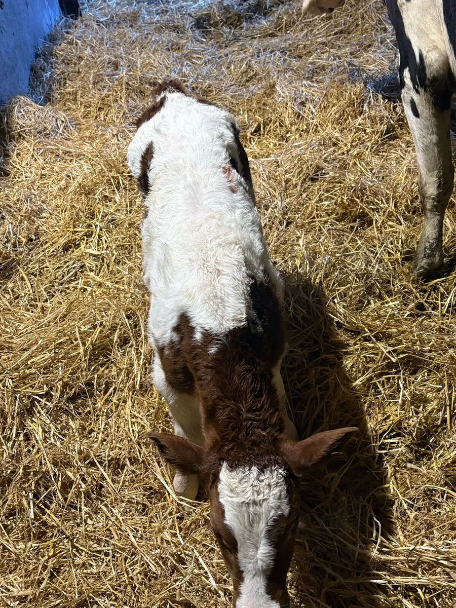 Cow + Calfs - Image 4