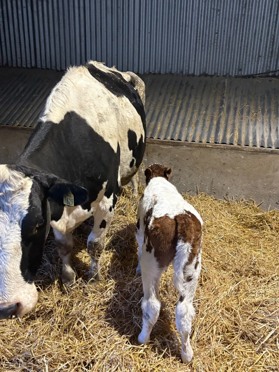 Cow + Calfs - Image 2