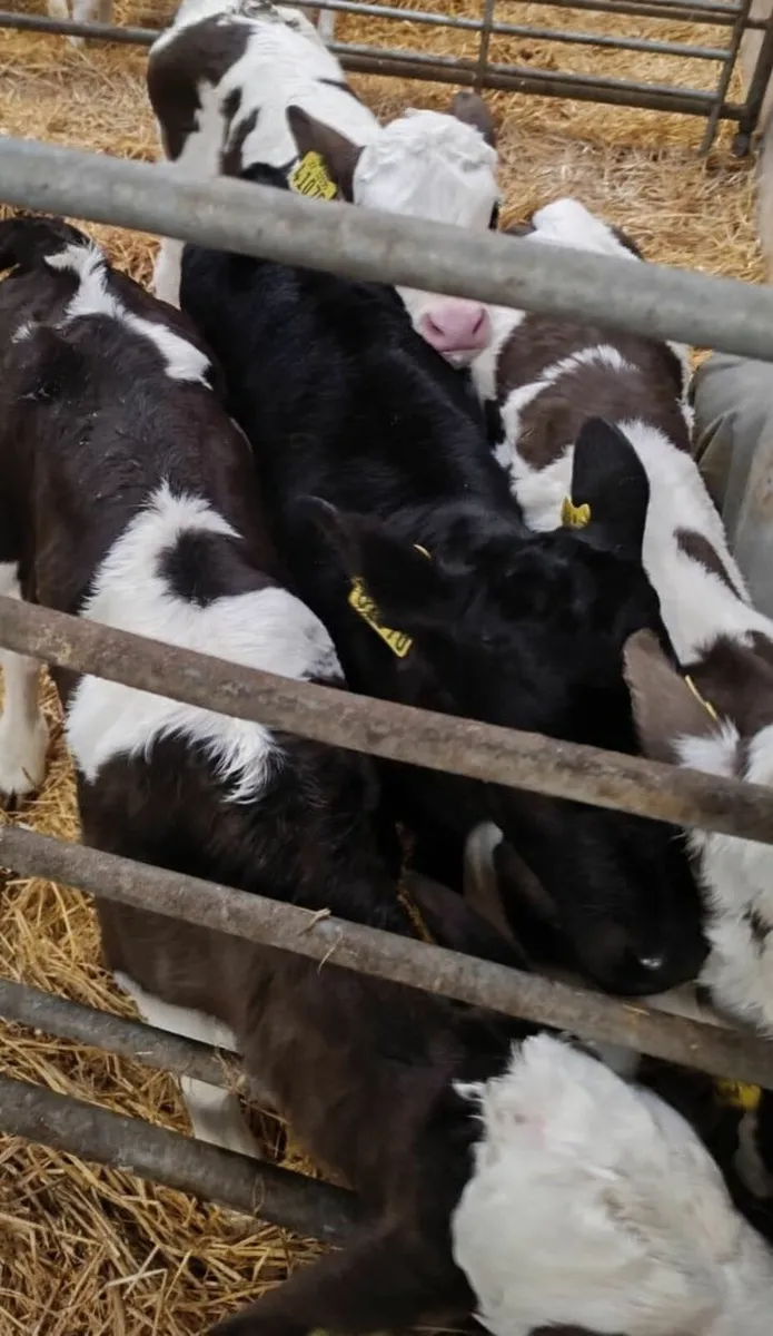 Calves - Image 1