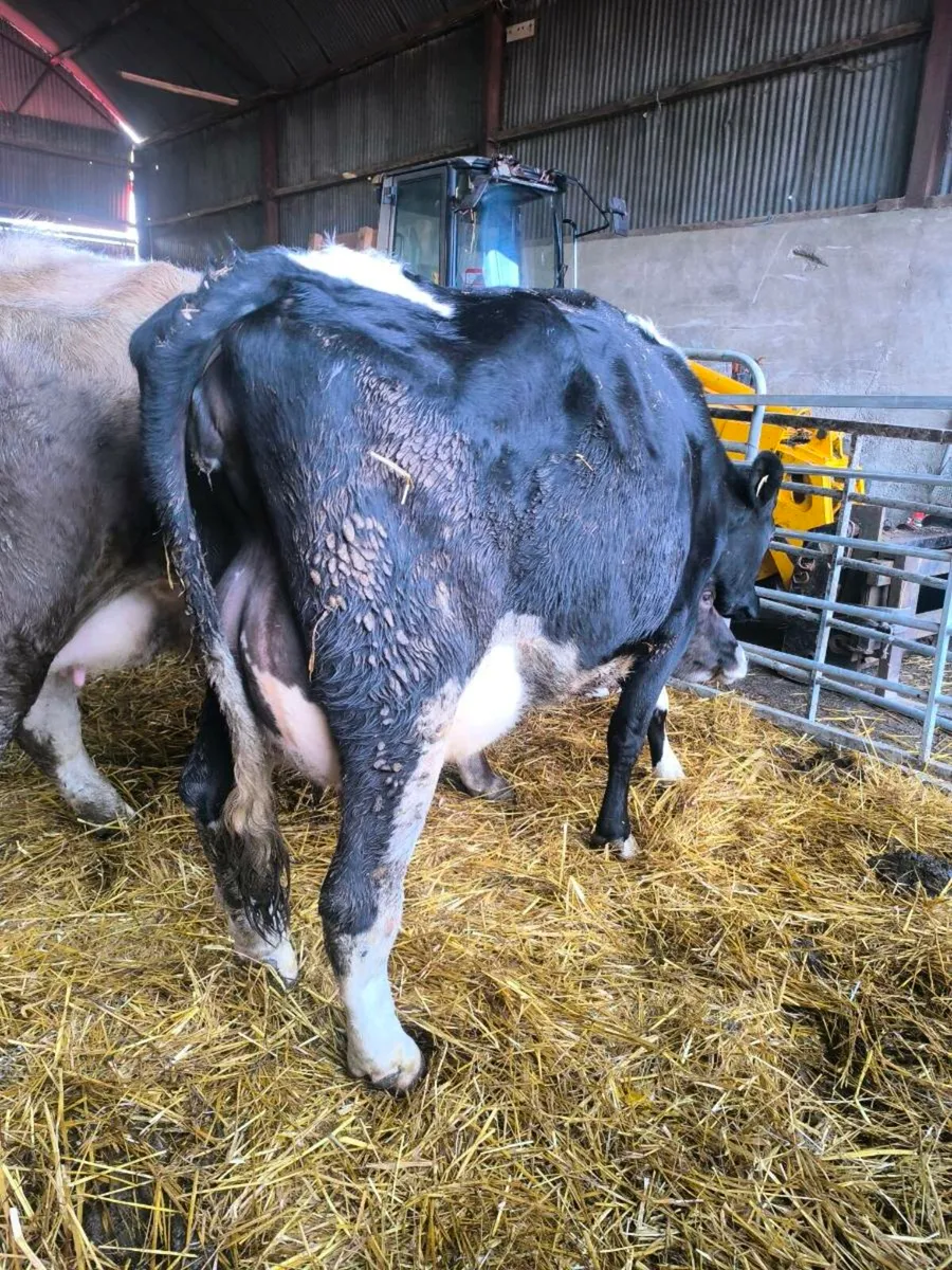 Freshly calved dairy cows - Image 2