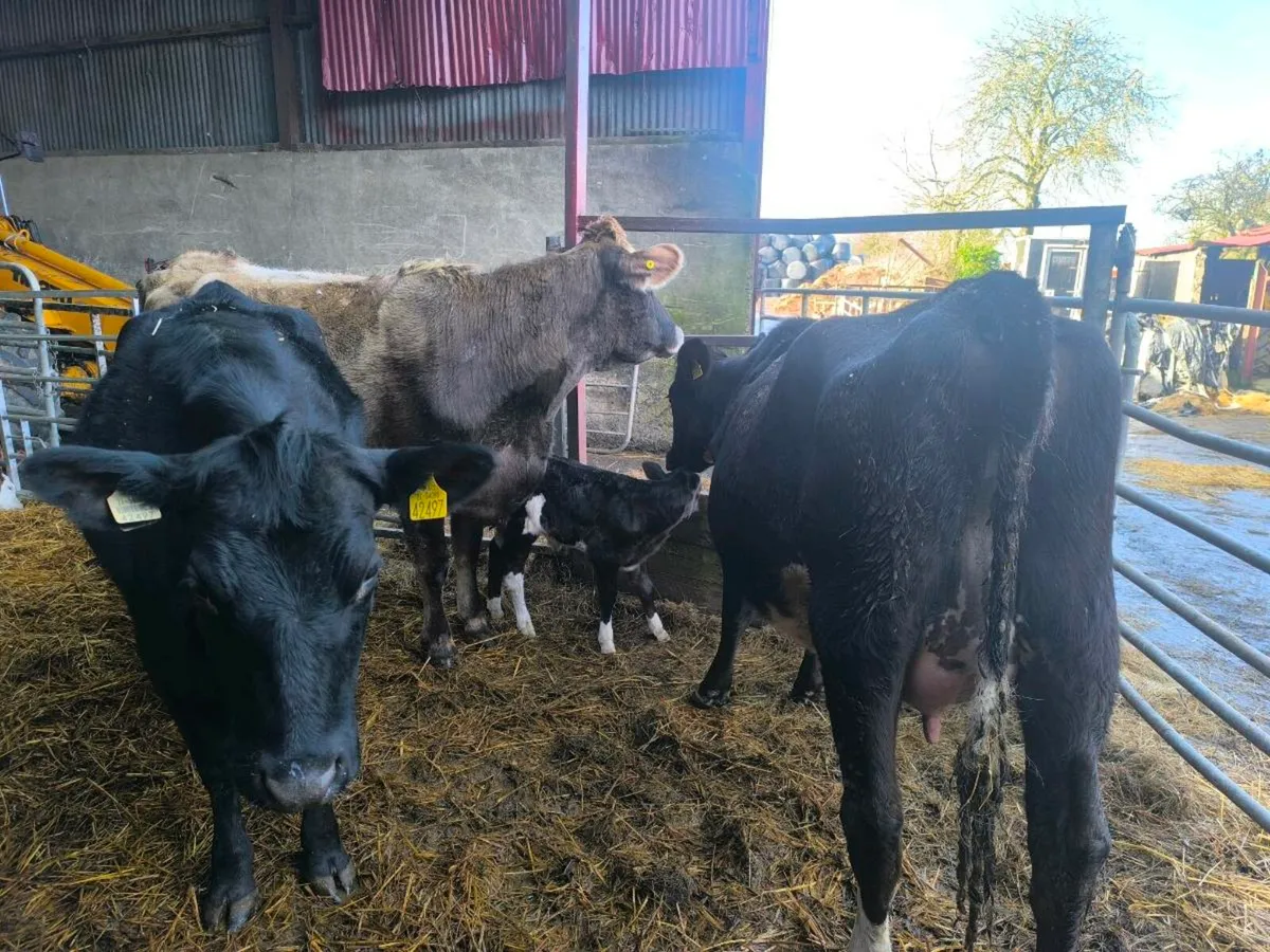 Freshly calved dairy cows - Image 1