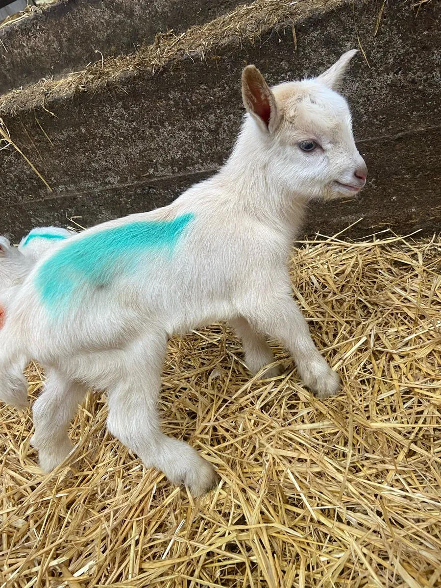 Kid Goats - Image 2