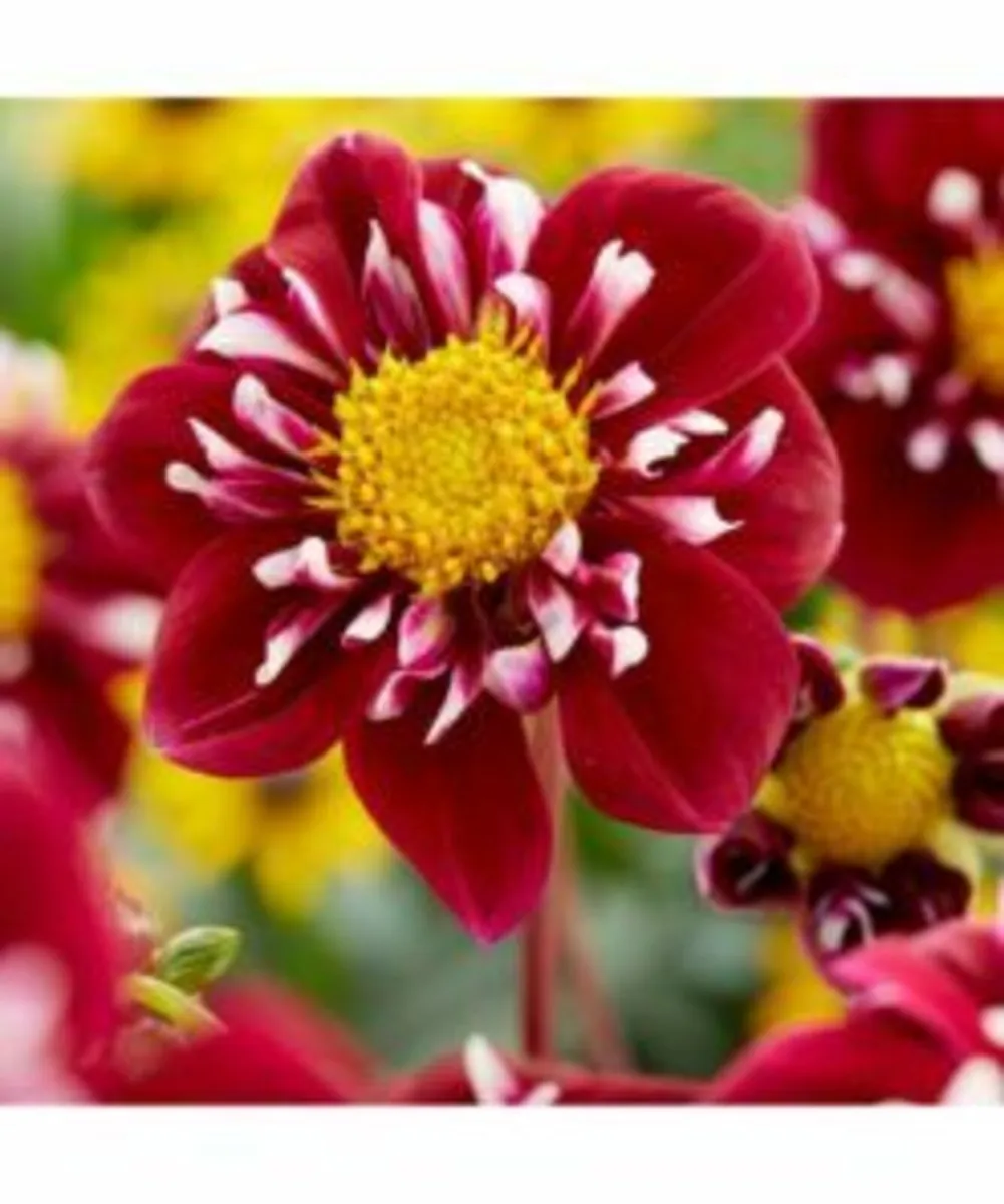 Summer Bulbs In Stock - Order Now - Image 1