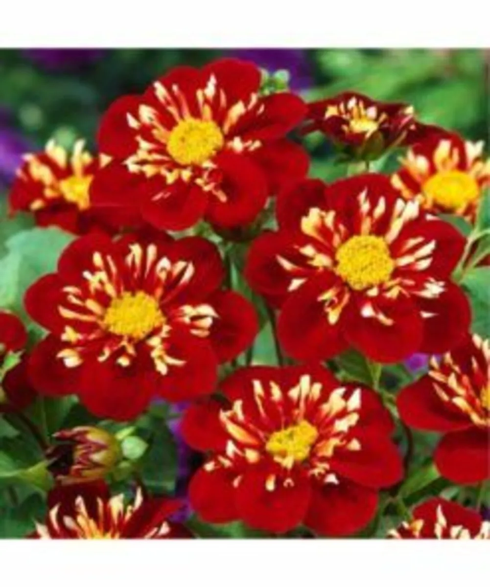 Summer Bulbs In Stock - Order Now - Image 2