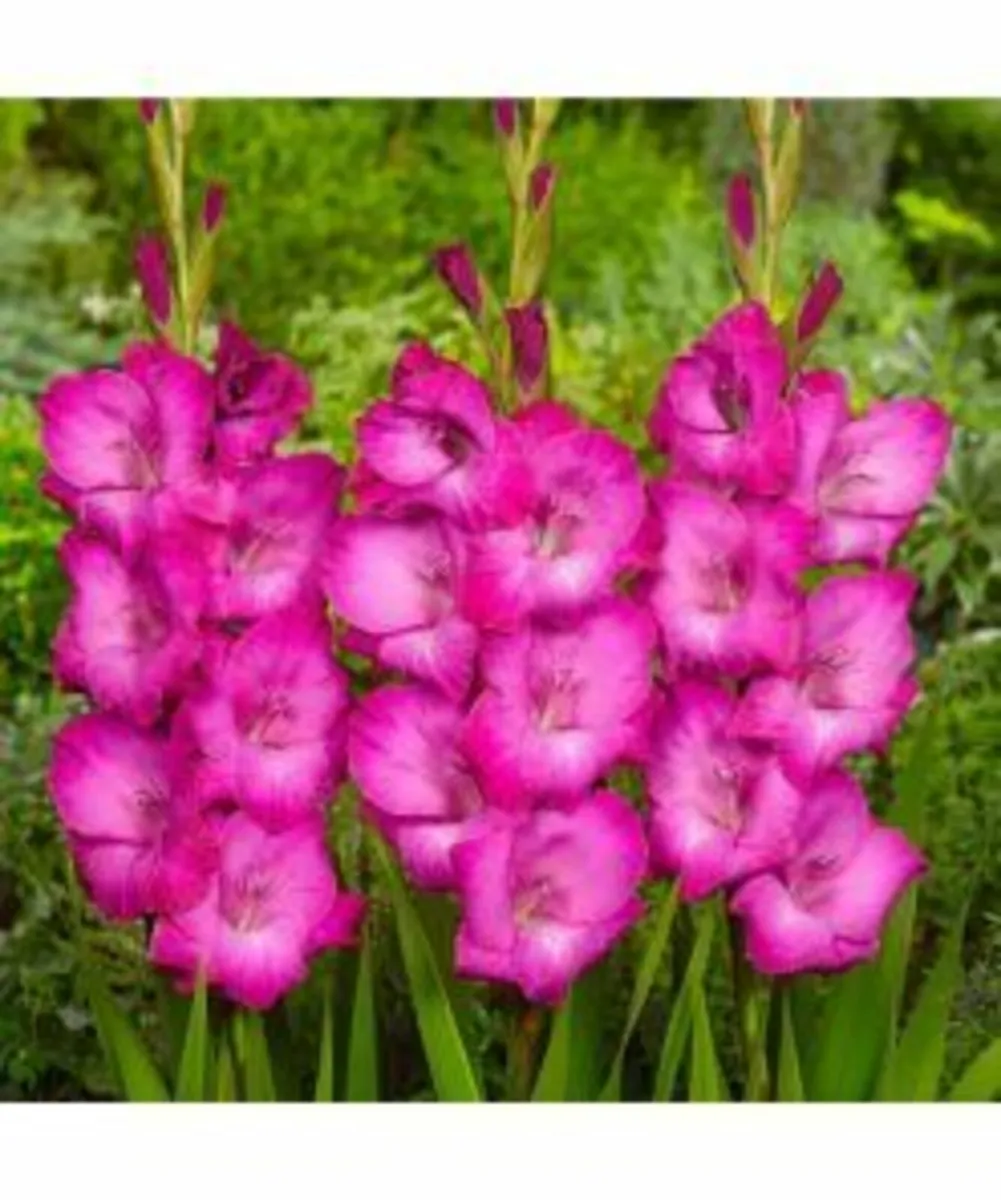 Summer Bulbs In Stock - Order Now - Image 3