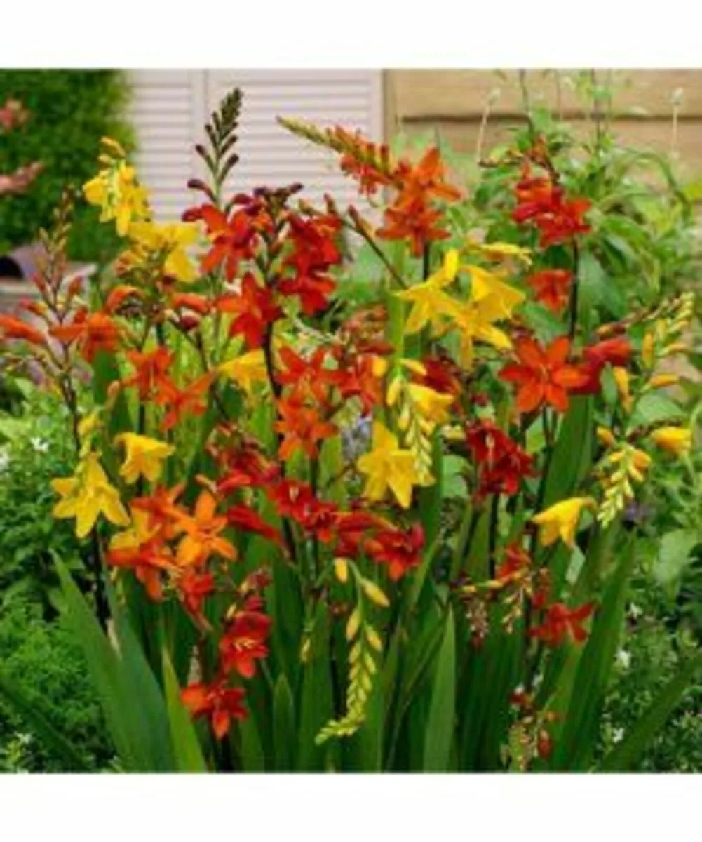 Bulbs - Summer planting Bulbs in stock - Image 2