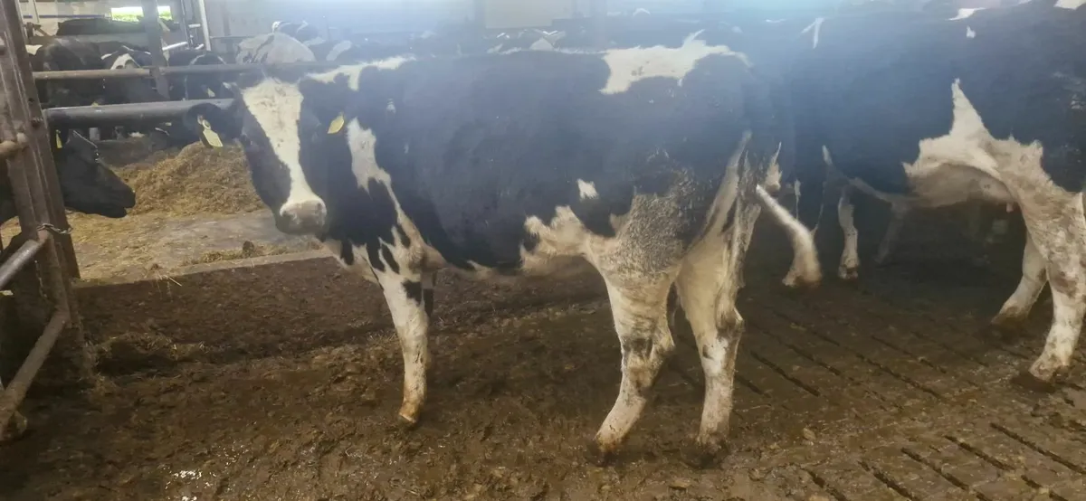 Pedigree Heifers - Image 2