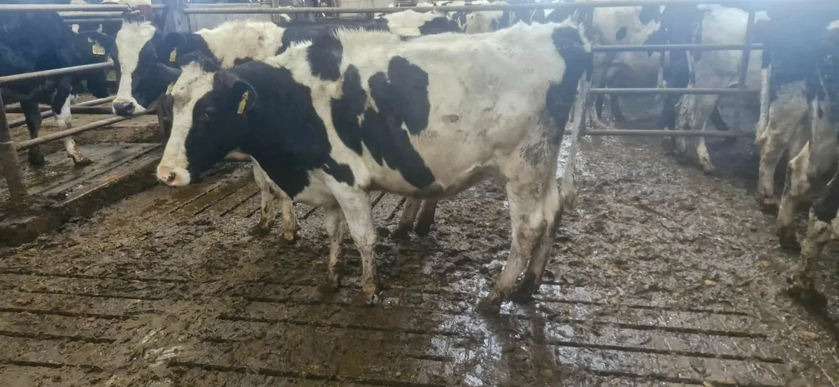 Pedigree Heifers - Image 3