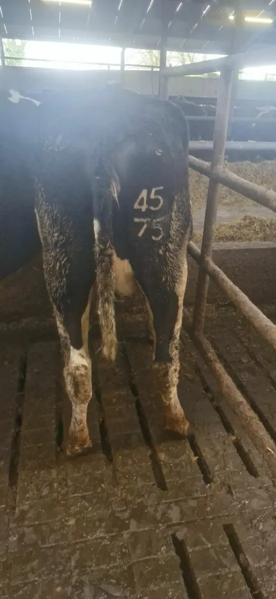 Pedigree Heifers - Image 4