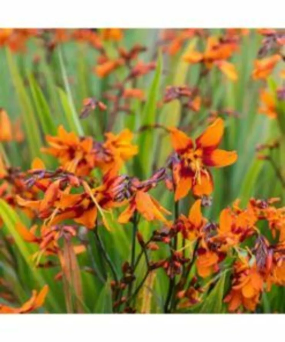 Shop Summer flowering bulbs - Image 1