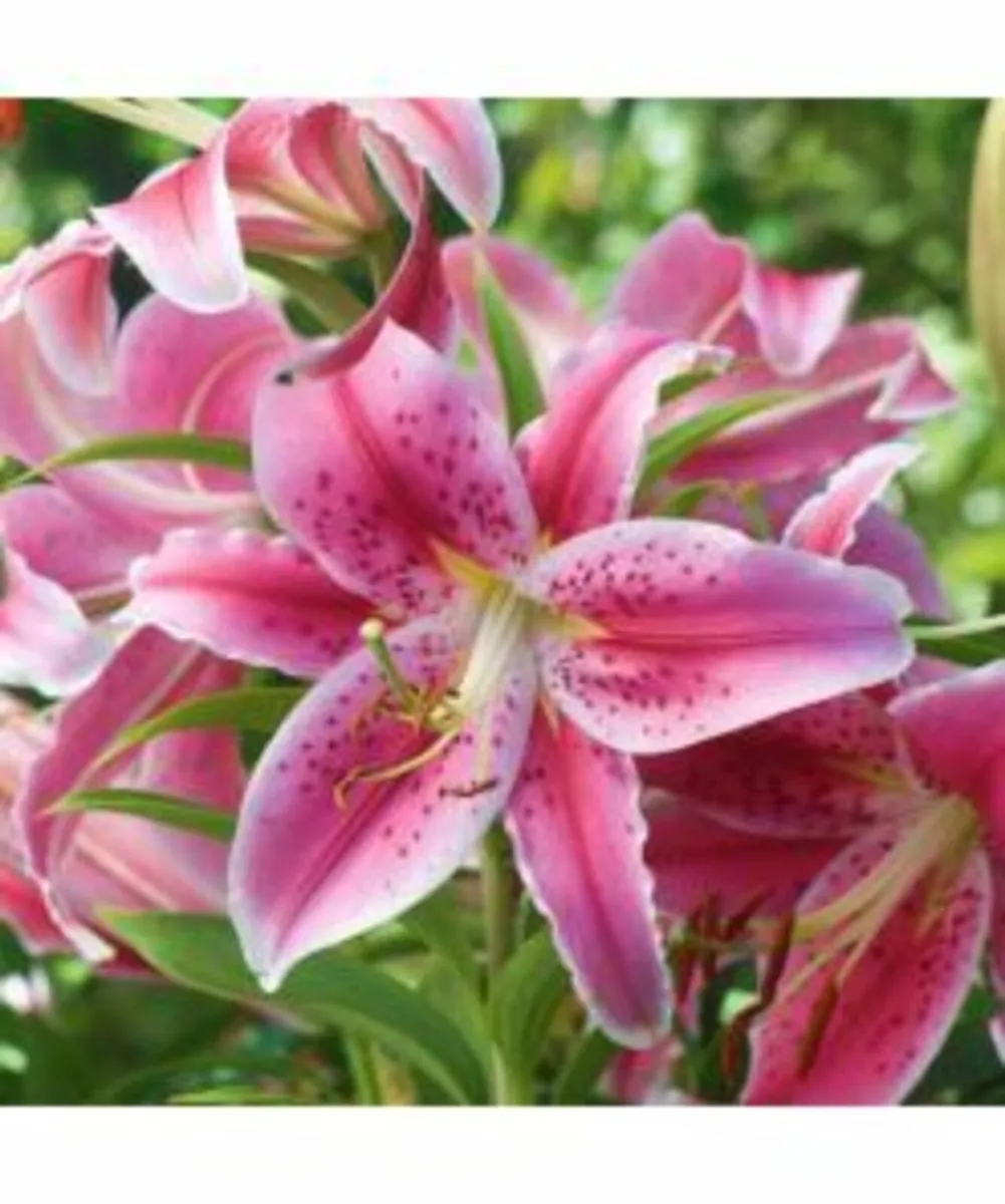 Shop Summer flowering bulbs - Image 3