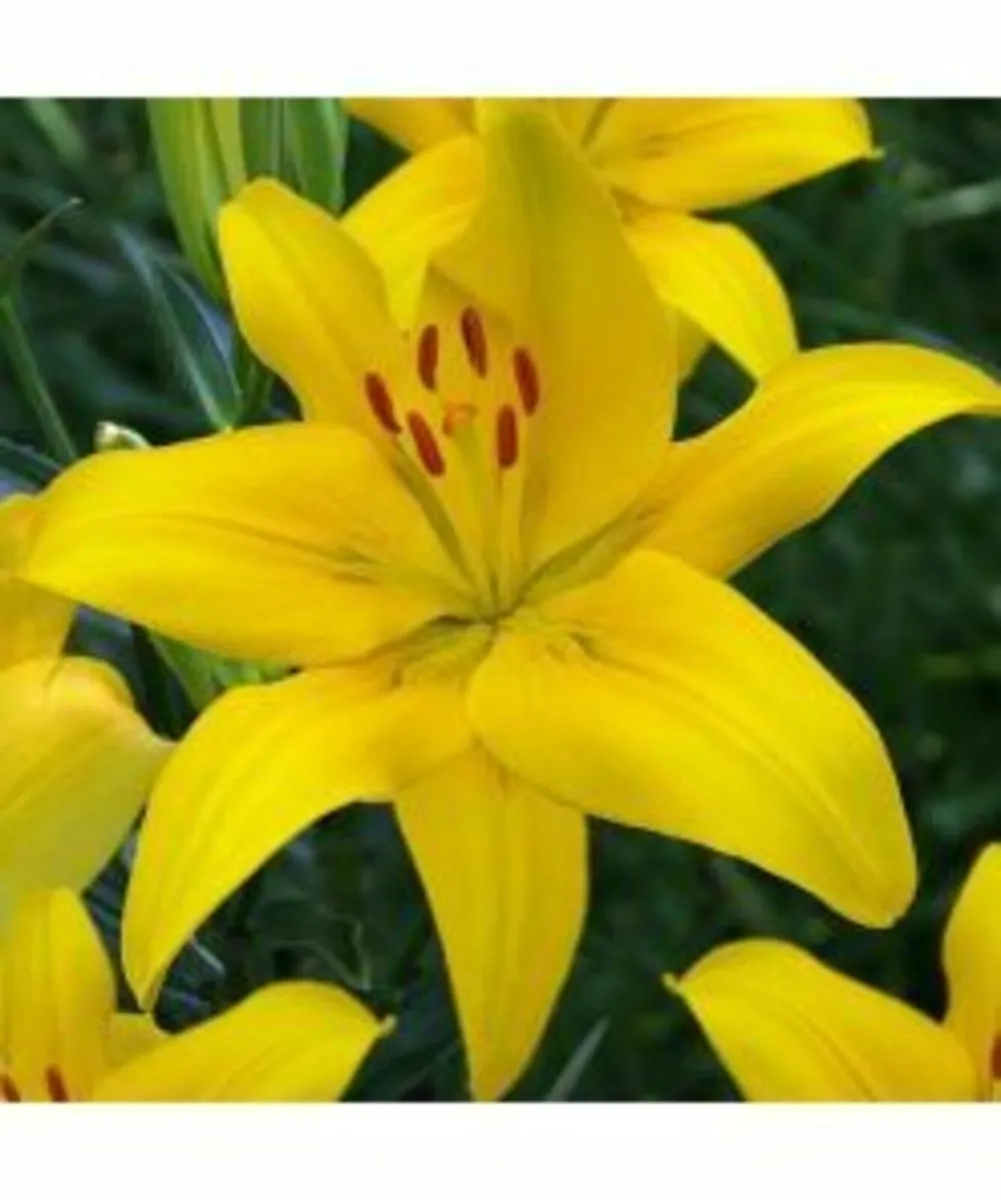 Shop Summer flowering bulbs - Image 4