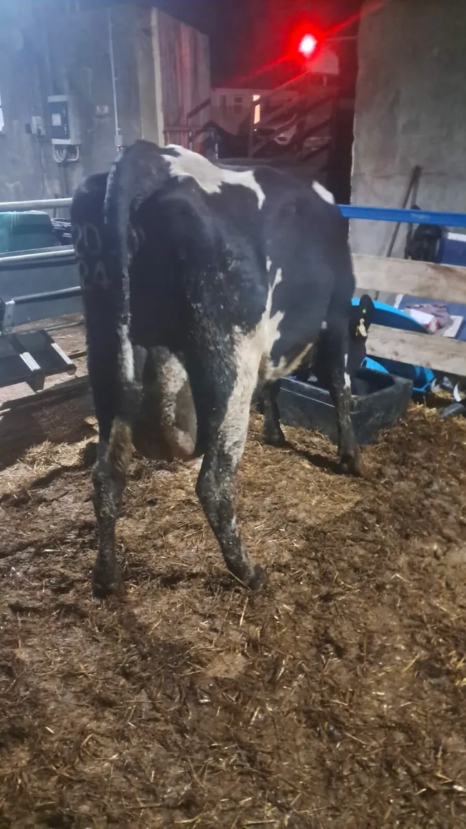 calved cow - Image 1
