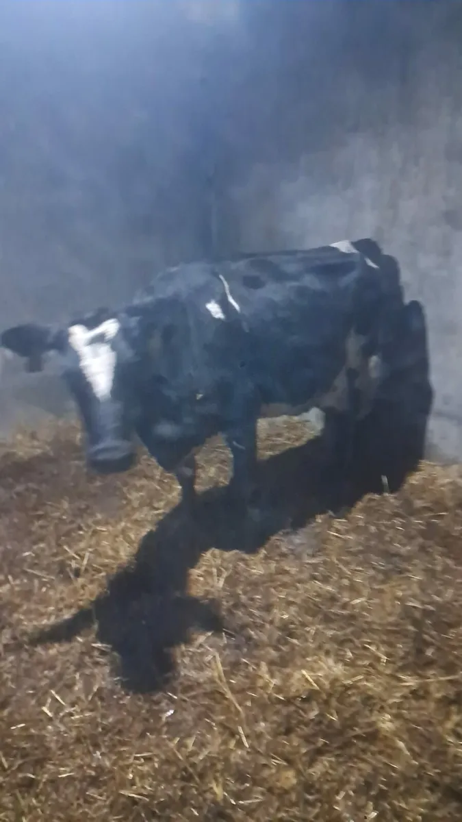 calved cow - Image 2
