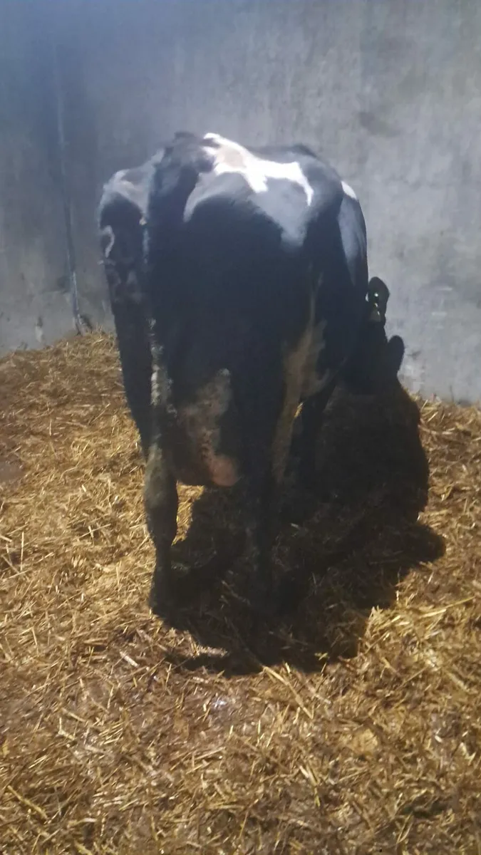 calved cow - Image 3