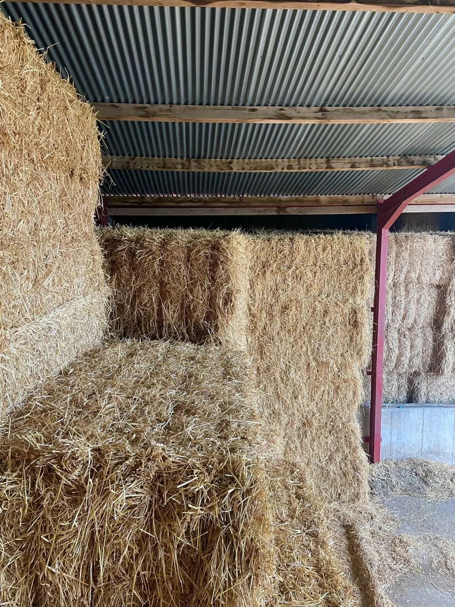 Barley Straw for Sale - Image 2