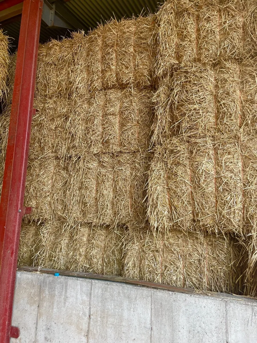 Barley Straw for Sale - Image 3