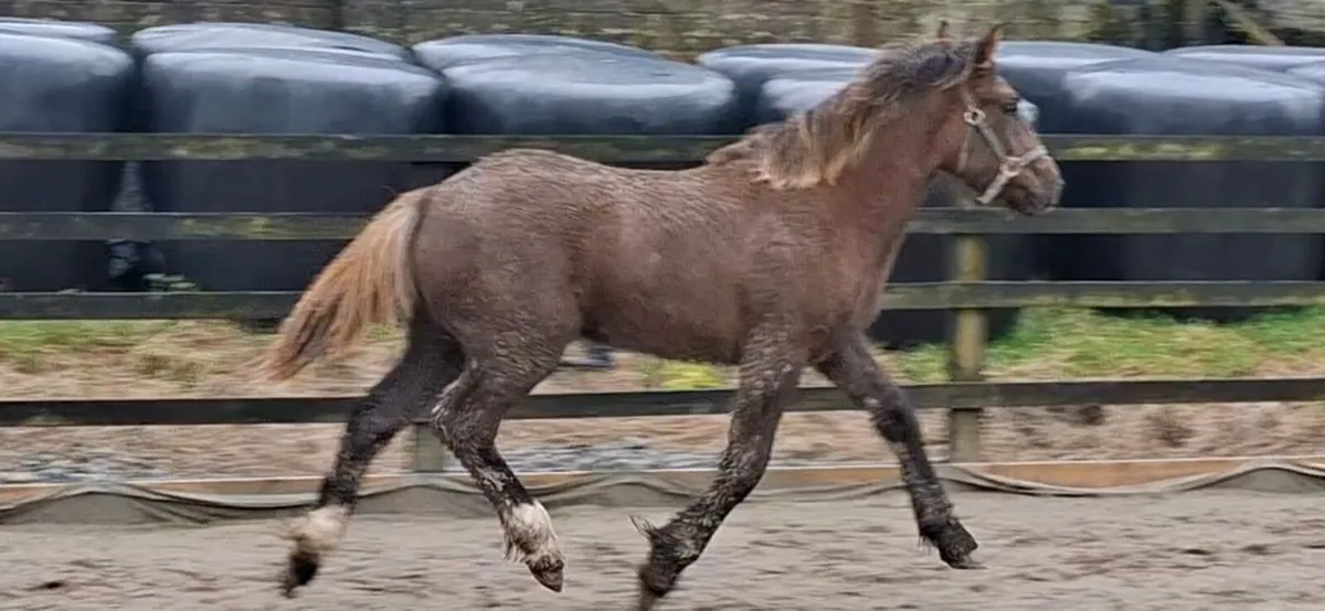 Irish Draught colt - Image 3