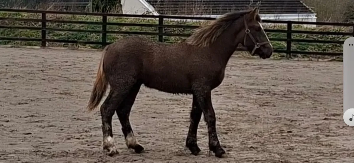 Irish Draught colt - Image 4