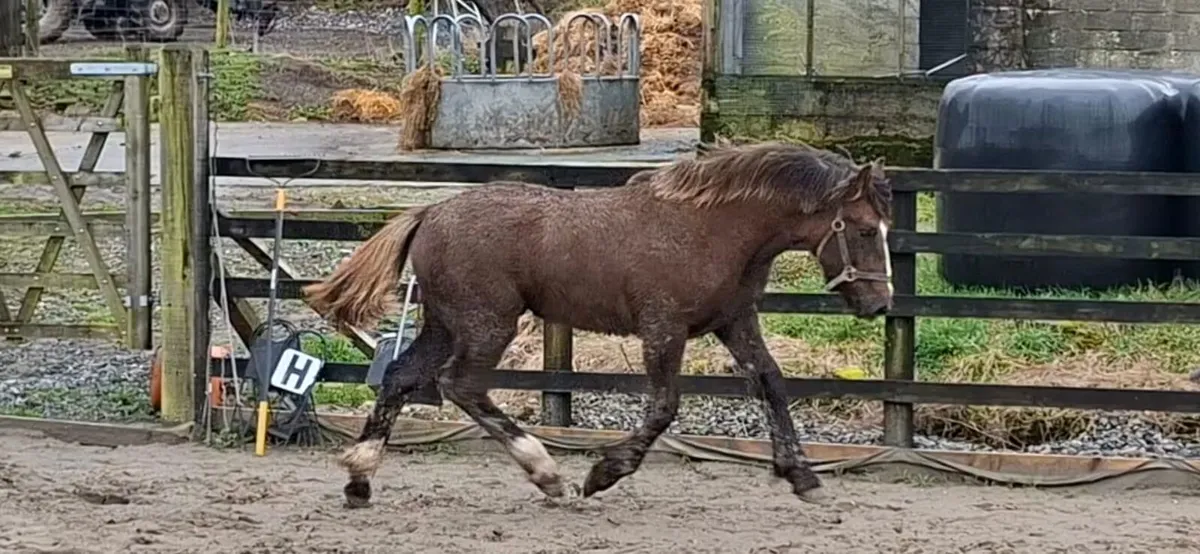 Irish Draught colt - Image 1