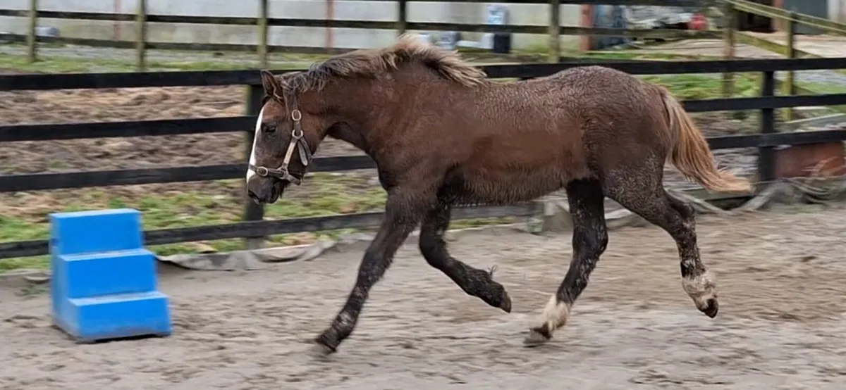 Irish Draught colt - Image 2