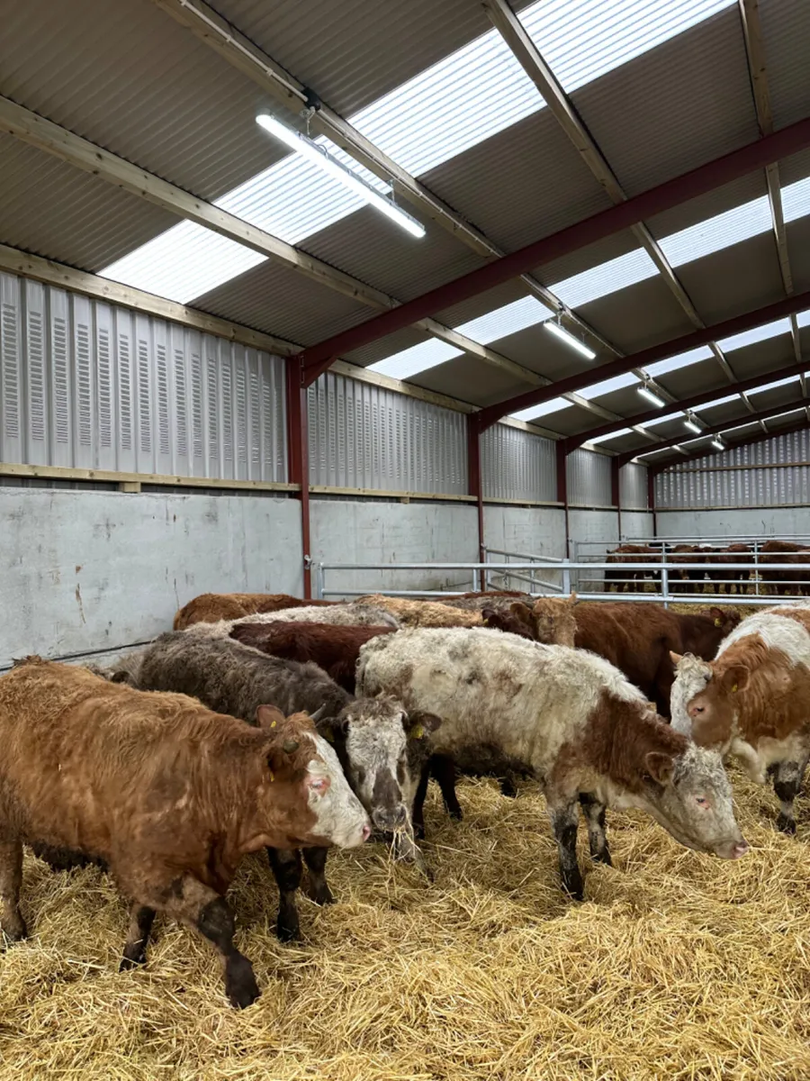 Charolais lim and Simmental heifers - Image 2