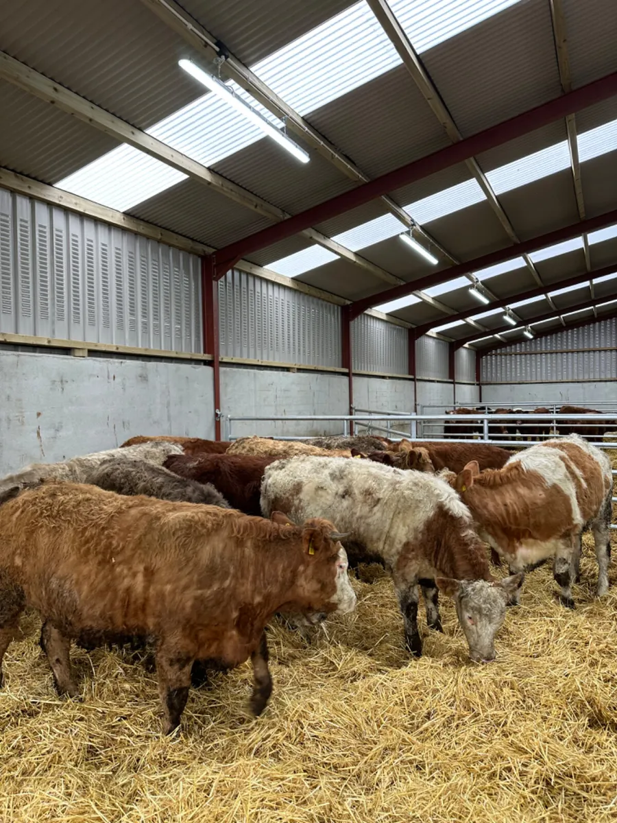 Charolais lim and Simmental heifers - Image 3