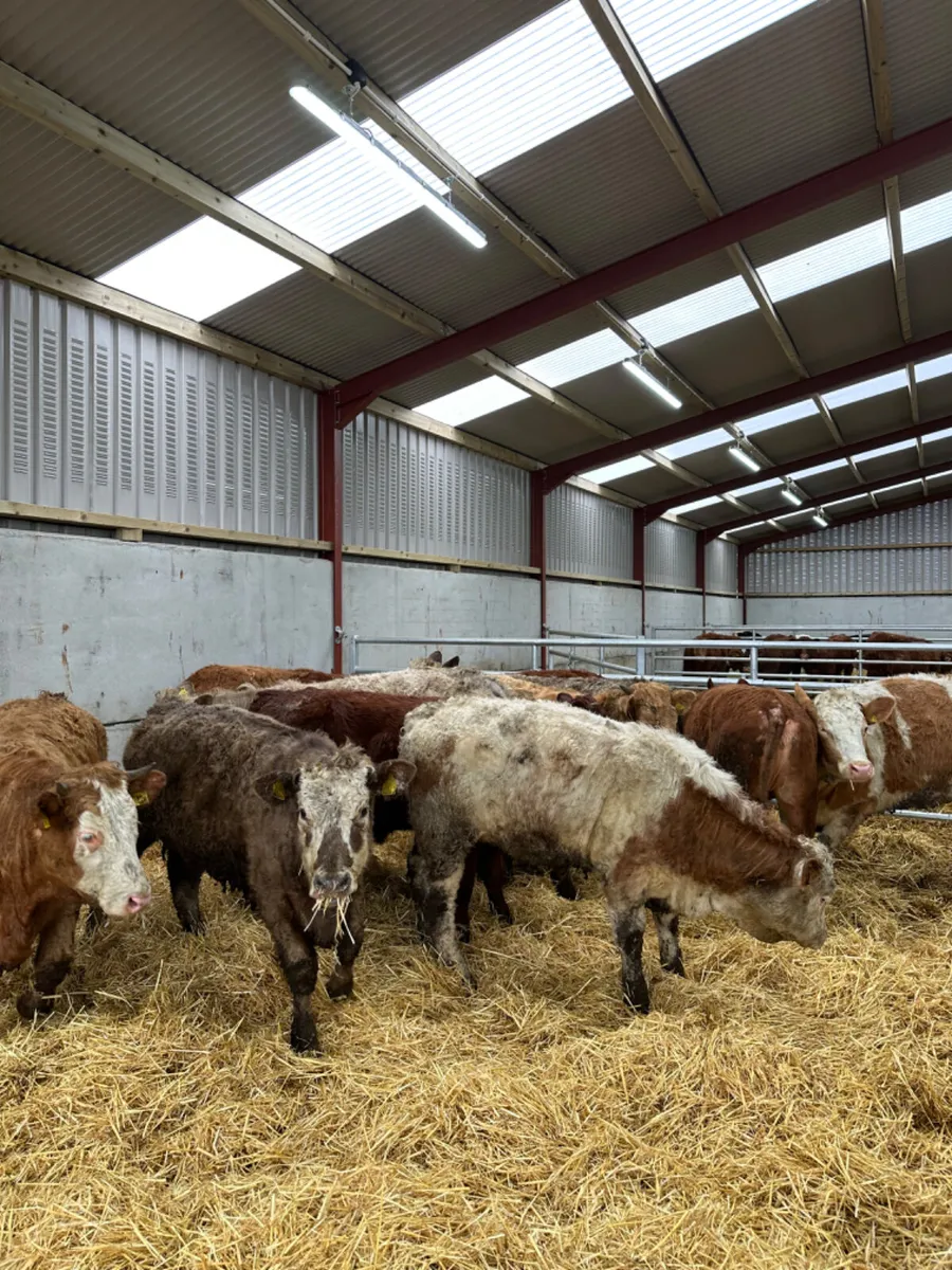 Charolais lim and Simmental heifers - Image 1