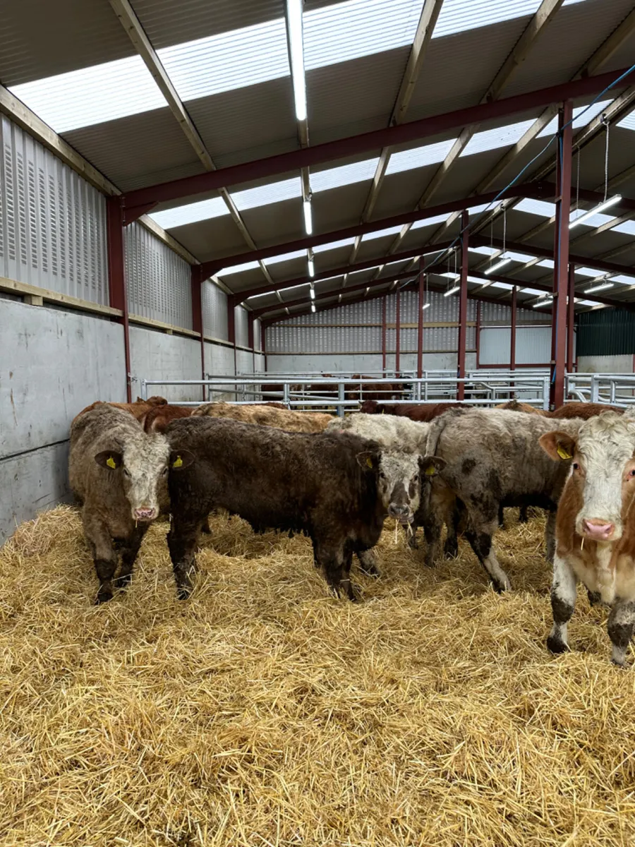Charolais lim and Simmental heifers - Image 4