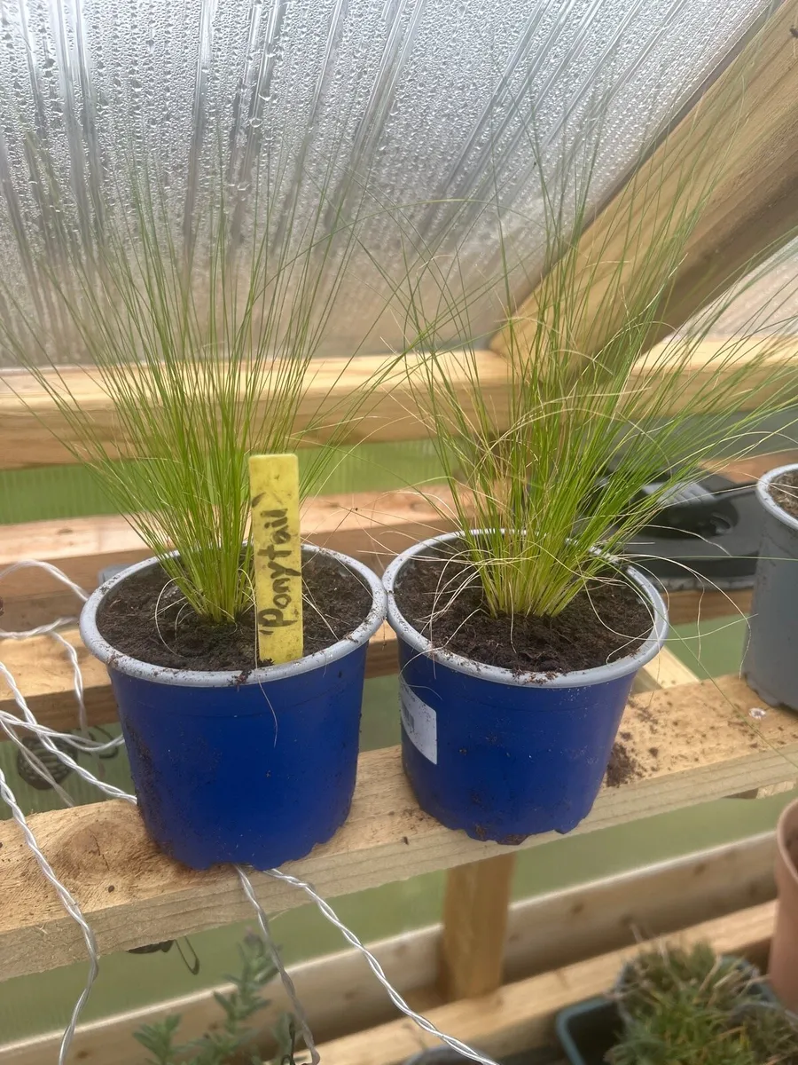 “Ponytail” ornamental grass