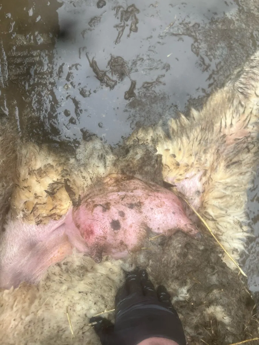 Foster ewe ! - Image 3