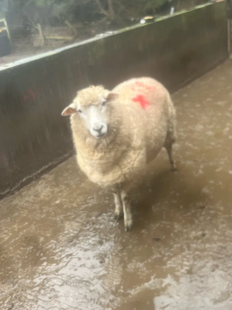 Foster ewe ! - Image 1