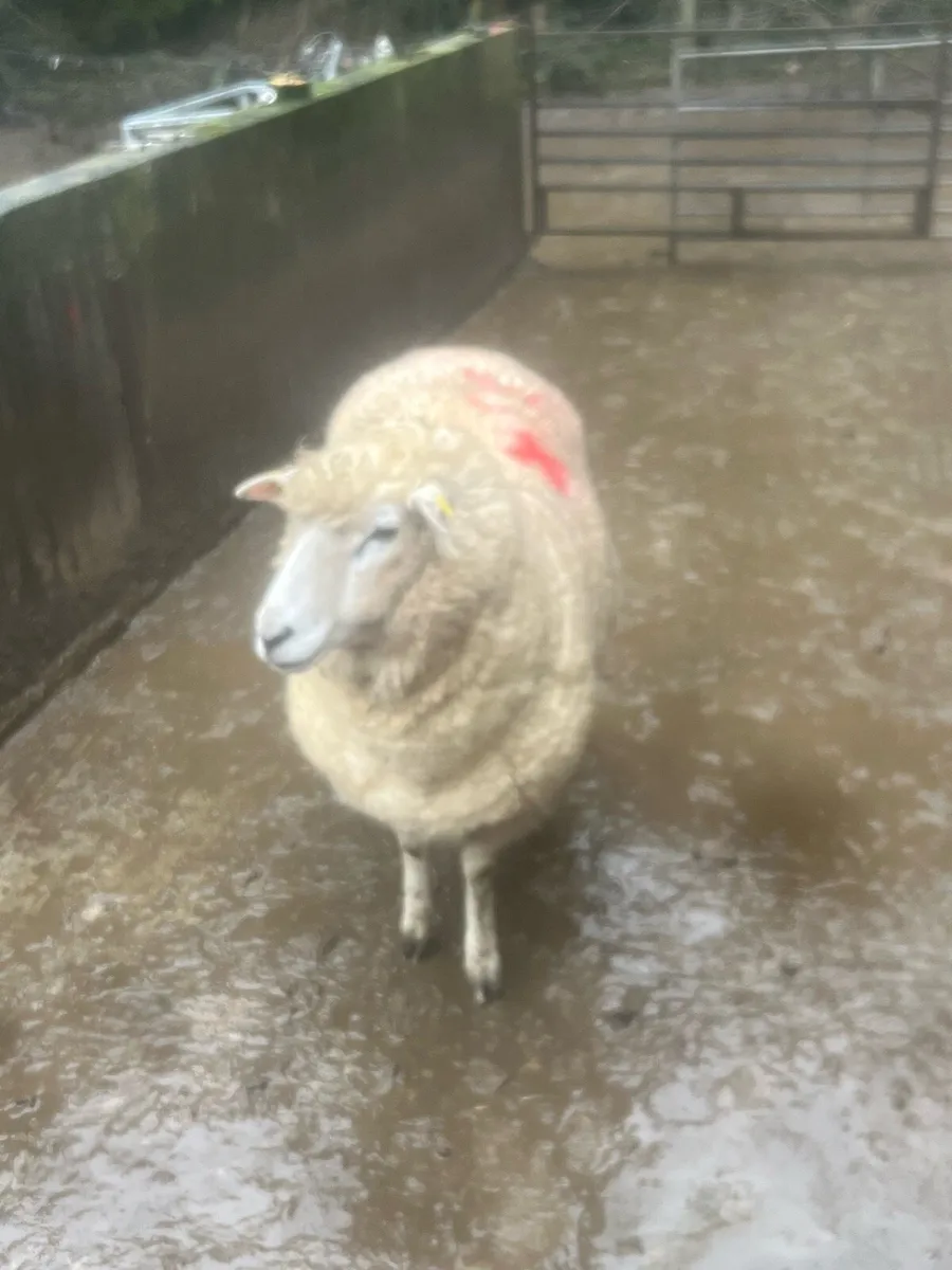Foster ewe ! - Image 2