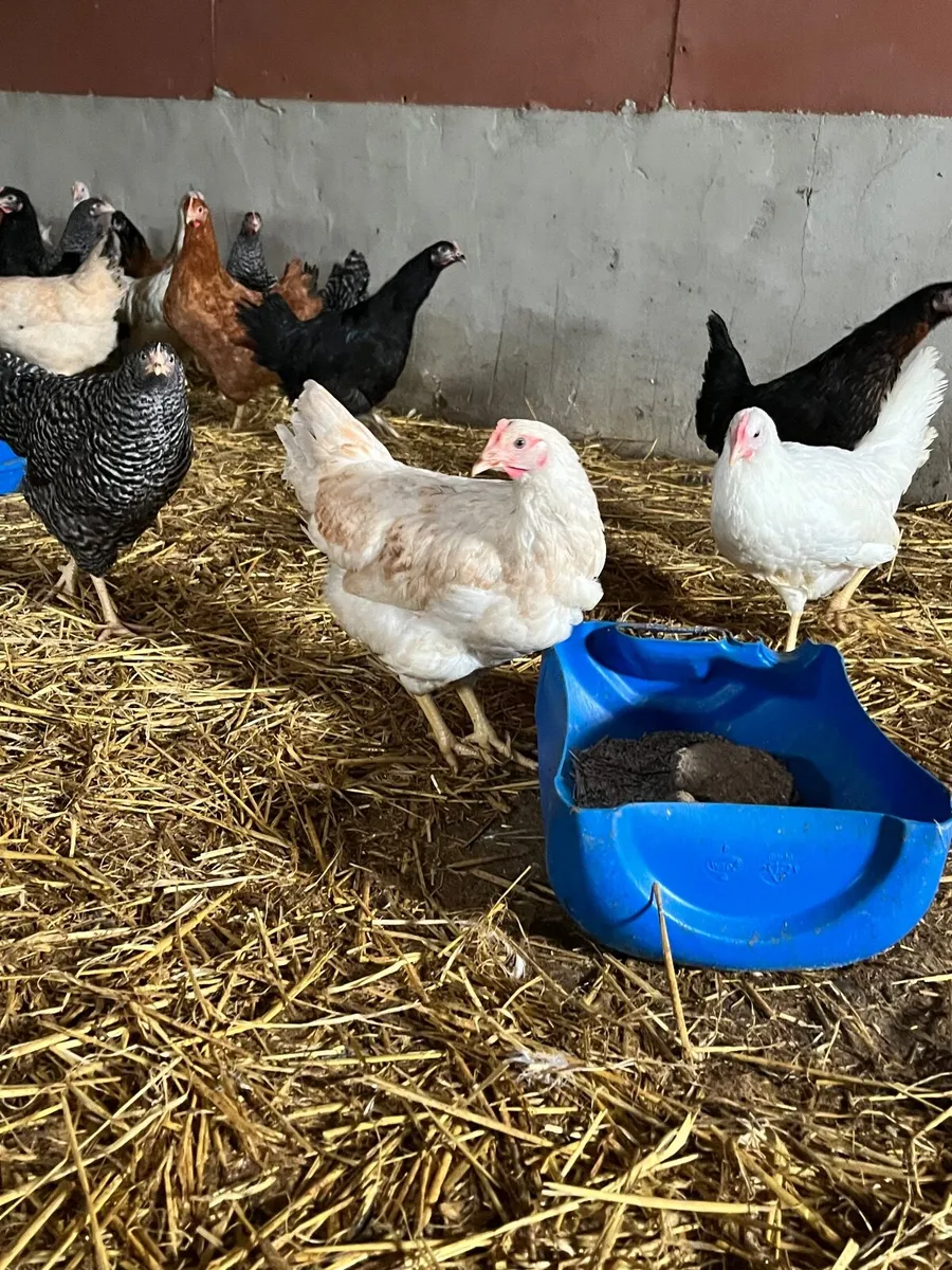 Delivering to Mayo Friday 13th February - Image 3