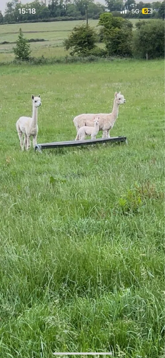 Alpacas - Image 1