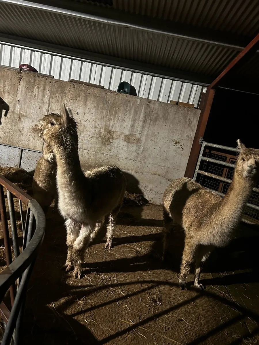Alpacas - Image 2