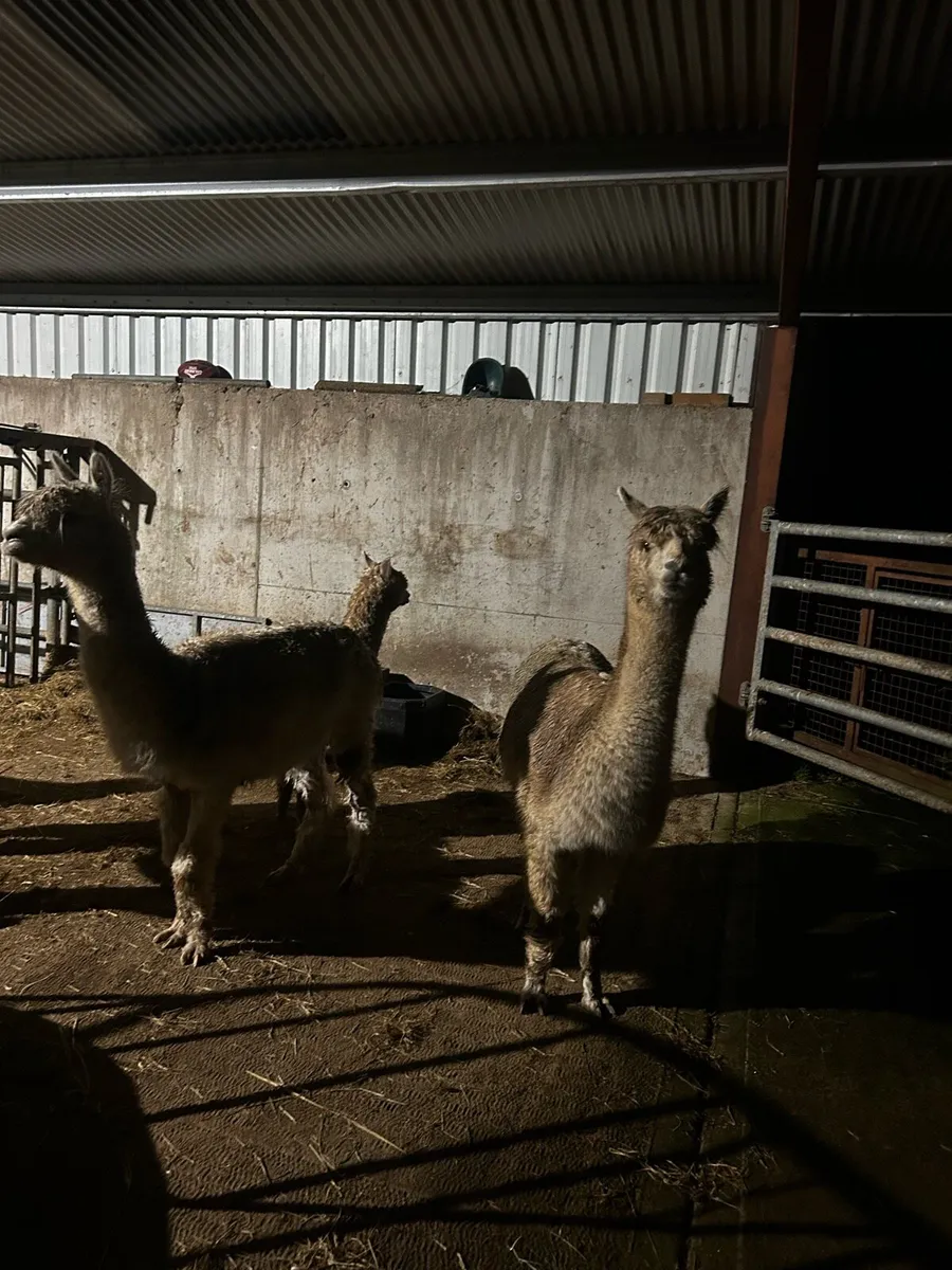 Alpacas - Image 3