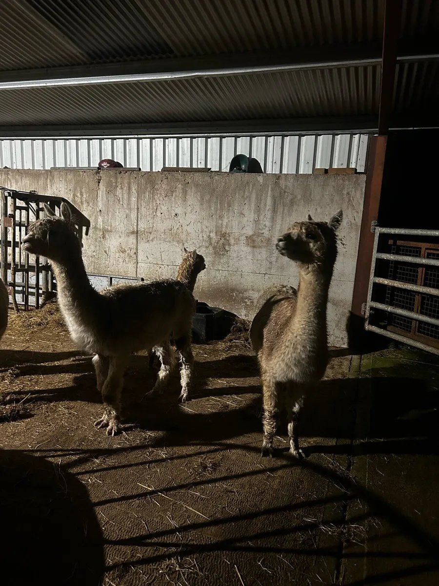 Alpacas - Image 4