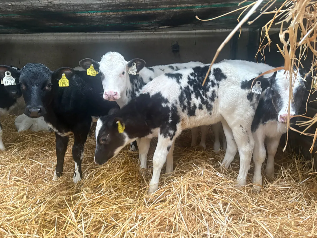 8 Belgian Blue heifers (once a day feeding) - Image 2