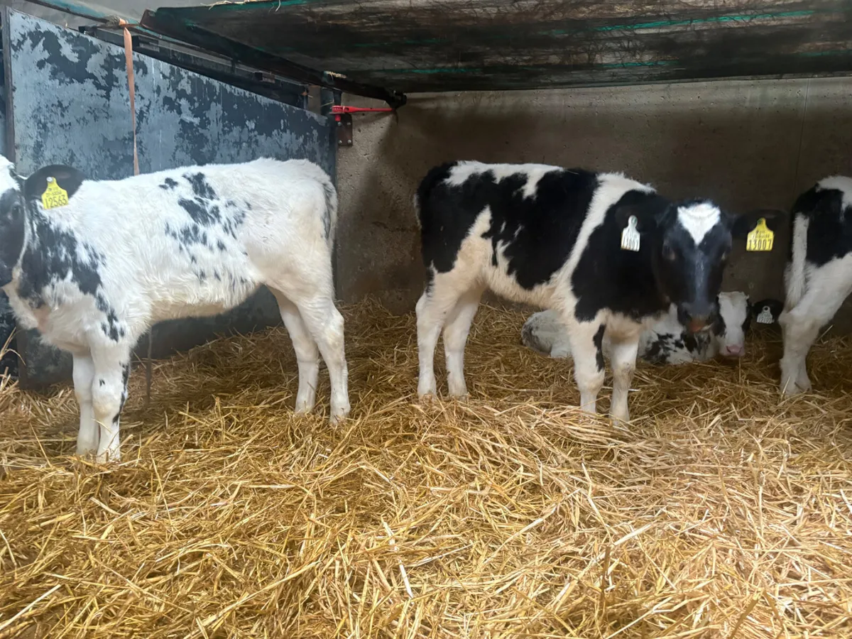 8 Belgian Blue heifers (once a day feeding) - Image 4
